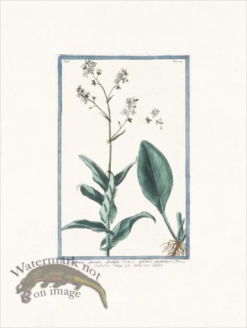 Bonelli 312 Tallest Scurvygrass